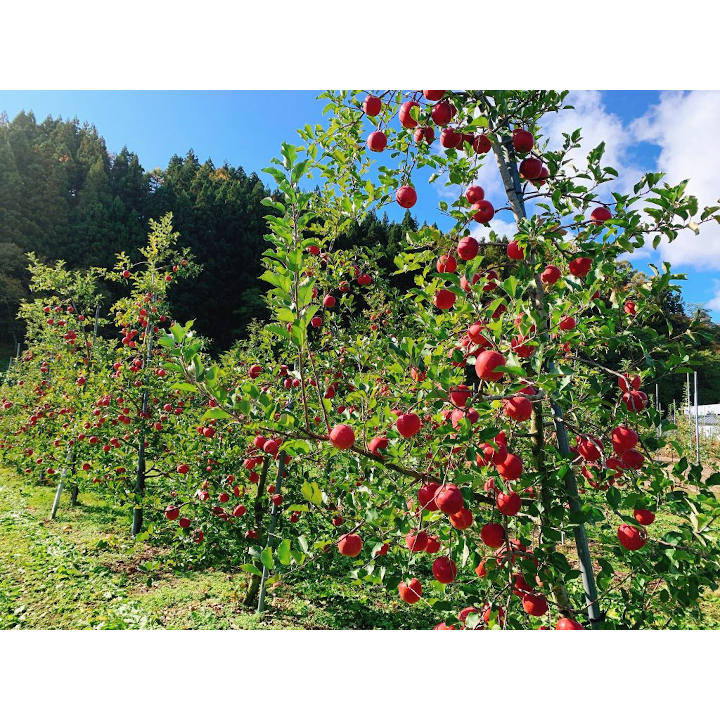 [青森]三戸町 丸末果樹農園 ミックス（サンふじ・黄色りんご）3kg 3L～2L 8玉～9玉の商品画像 (5)